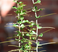 Dovyalis rotundifolia