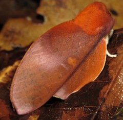 Psilopygoides oda