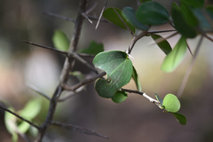 Dovyalis rotundifolia