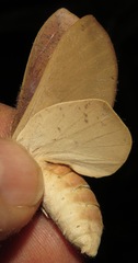Psilopygoides oda