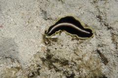 Pseudoceros paralaticlavus