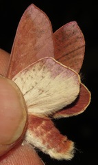 Psilopygoides oda