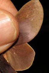 Psilopygoides oda