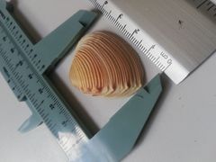 Hysteroconcha