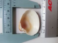 Hysteroconcha