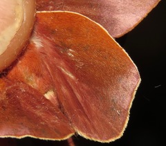 Psilopygoides oda