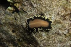 Pseudoceros jebborum