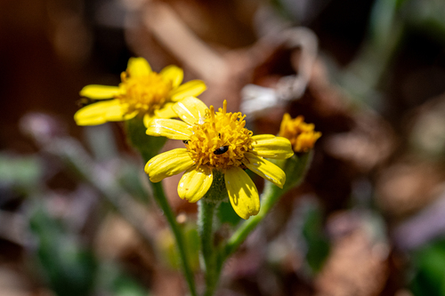 Hairy Cineraria (Cineraria geifolia)