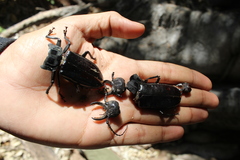 Mallodon chevrolatii