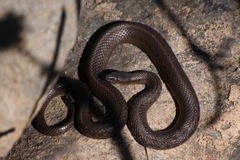 Thamnophis melanogaster