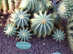 Parodia magnifica