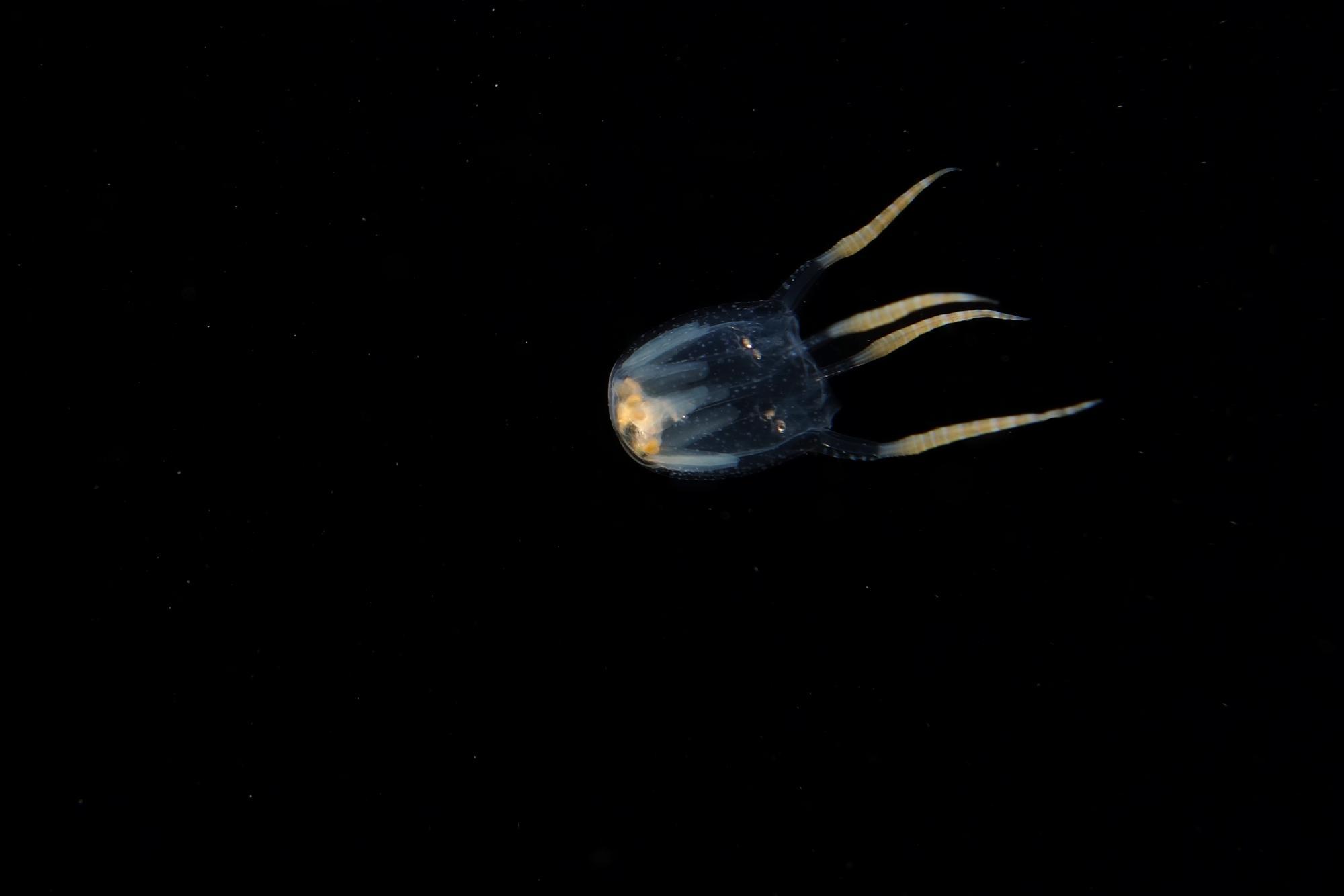 Copula sivickisi (Stiasny, 1926)