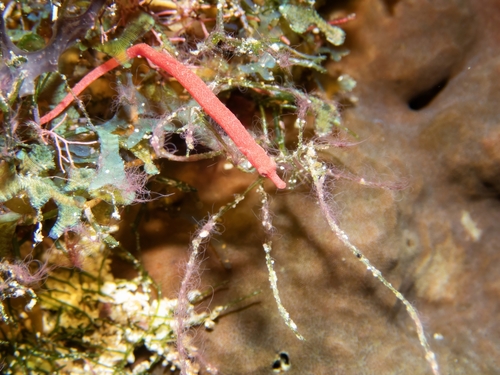 Festucalex rufus
