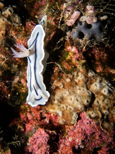 Chromodoris lochi