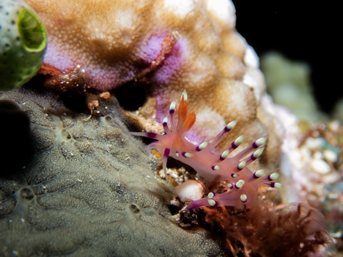 Coryphellina exoptata