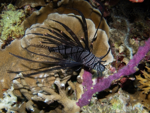 Pterois volitans