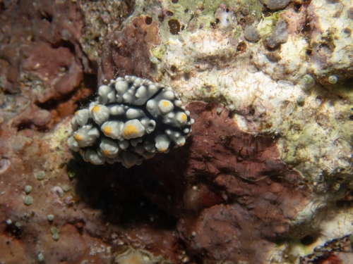 Phyllidia elegans