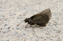Hesperiidae