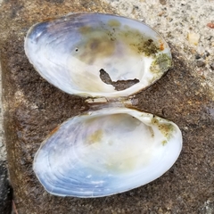 Alasmidonta undulata