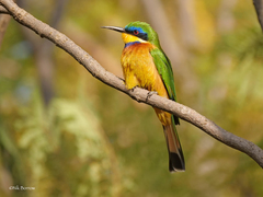 Merops lafresnayii