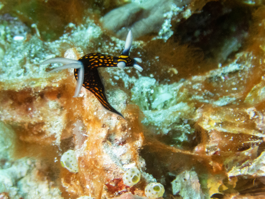 Graceful Wrinkle Dorid
