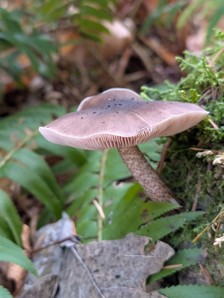Pluteus exilis · November 2025 · photo: © frondsinhighplaces (iNaturalist, cc-by)