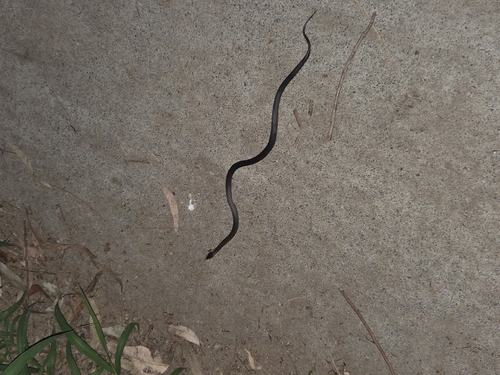 Golden-crowned Snake sighting