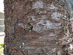 Araucariaceae