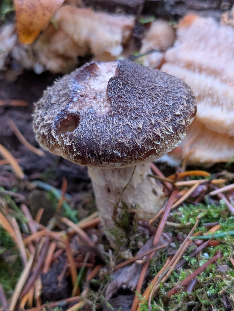 Armillaria sinapina · November 2025 · photo: © frondsinhighplaces (iNaturalist, cc-by)
