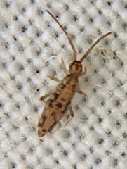Entomobrya intermedia