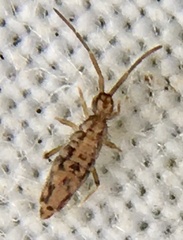 Entomobrya intermedia
