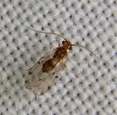 Ectopsocus