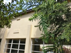 Araucariaceae