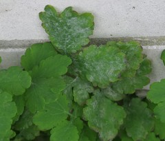 Erysiphe macleayae