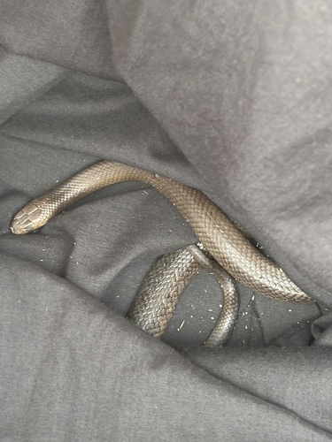 Eastern Brown Snake sighting