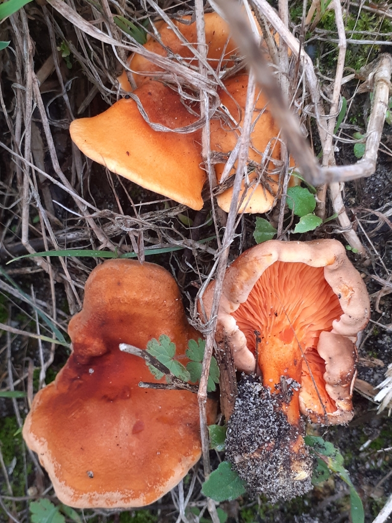 Hygrophoropsis aurantiaca · November 2025 · photo: © bogsuckers (iNaturalist, cc-by)