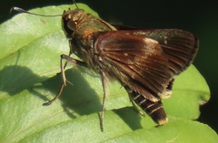 Platylesches moritili