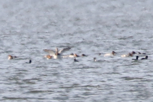 Aythya valisineria image