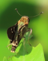 Platylesches moritili