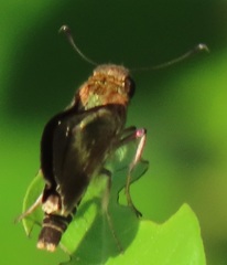 Platylesches moritili