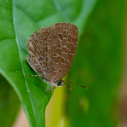 Chocolate Oakblue