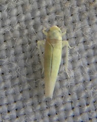 Cicadellidae
