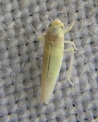 Cicadellidae