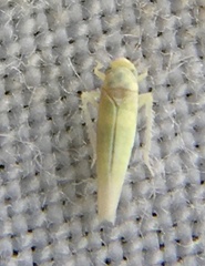 Cicadellidae