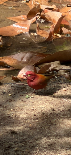 Red-billed Firefinch
