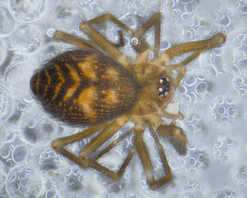 Hahniharmia picta