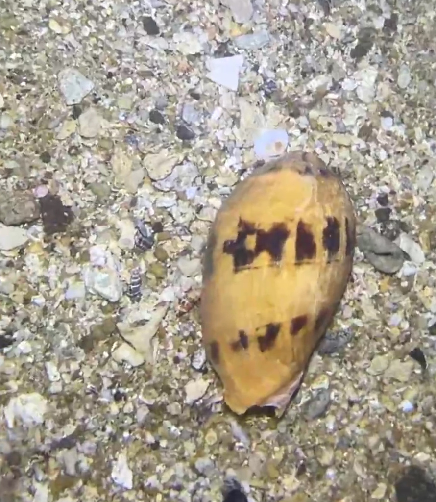 Bailer shell on December 24, 2020 at 03:10 PM by TonyT · iNaturalist