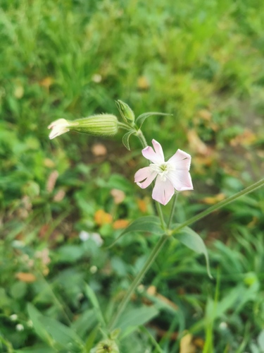 Наблюдение на iNaturalist