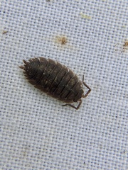 Porcellio scaber