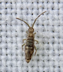 Entomobrya intermedia